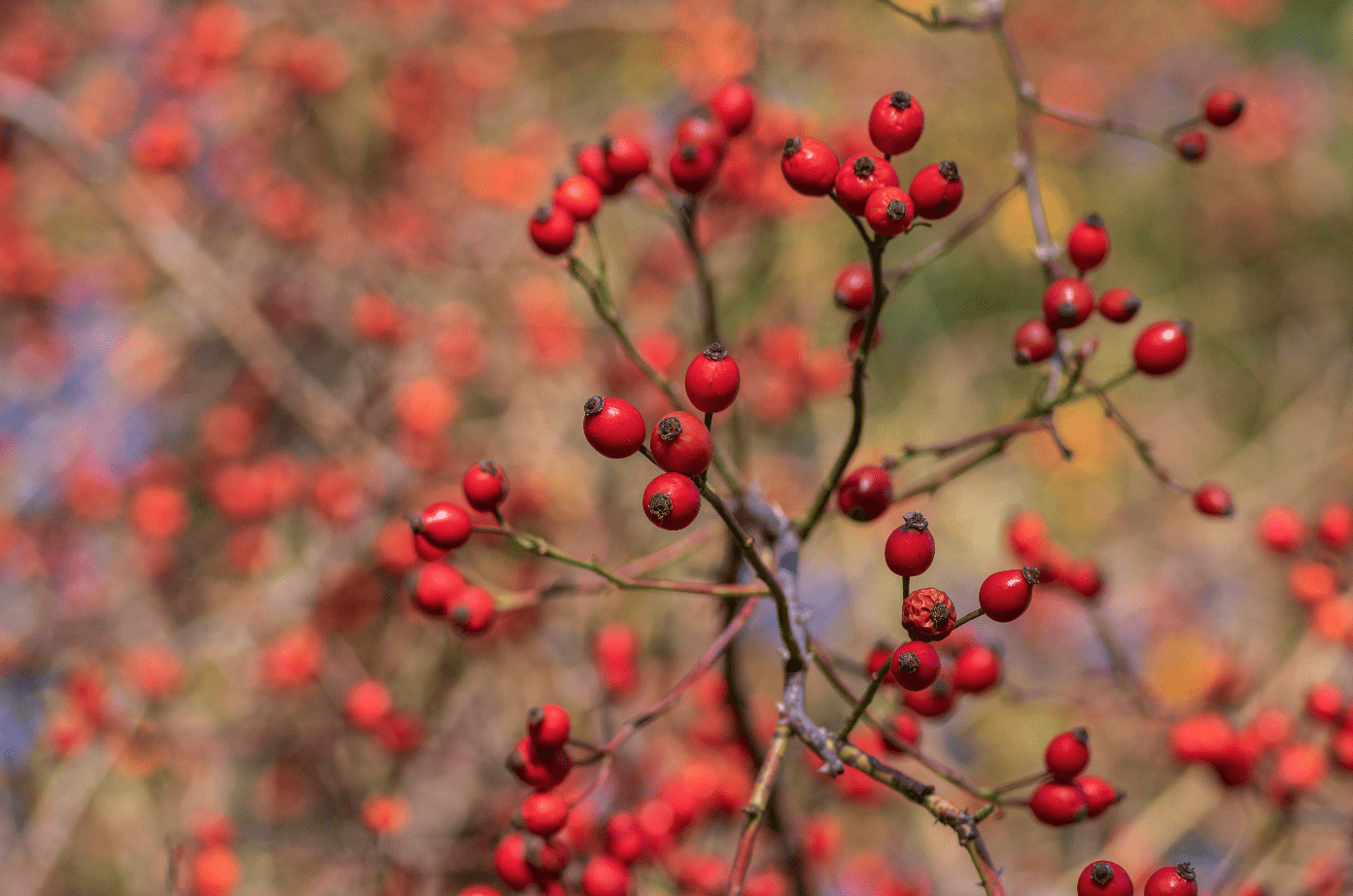 Natürliche Hautpflege-Trends 2026: Warum Hagebutte & Spirulina jetzt einen Unterschied machen